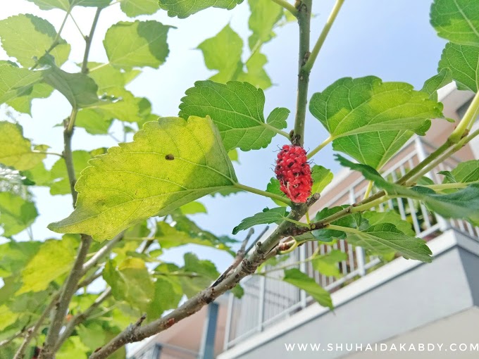 Khasiat Pokok Mulberry