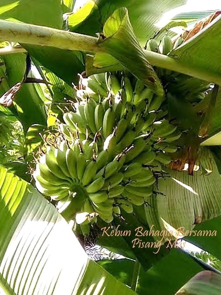 Gambar Pohon Pisang Mas Berbuah - Gambar Pisang Mas