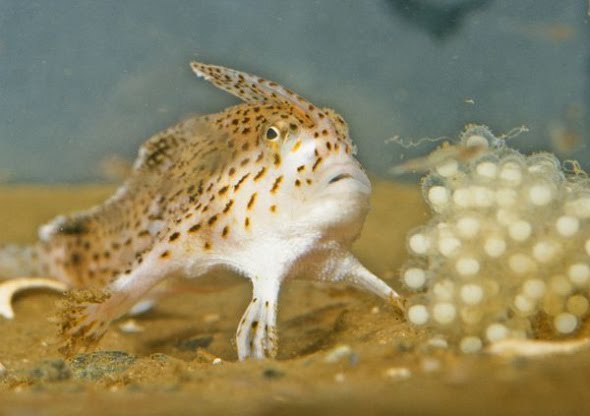 The Spotted  Handfish