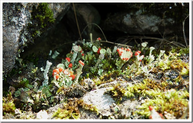 Pixie Cup (Cladonia pyxidata)
