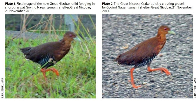 Great Nicobar Crake, new bird from India, Andaman birds, nicobar birds