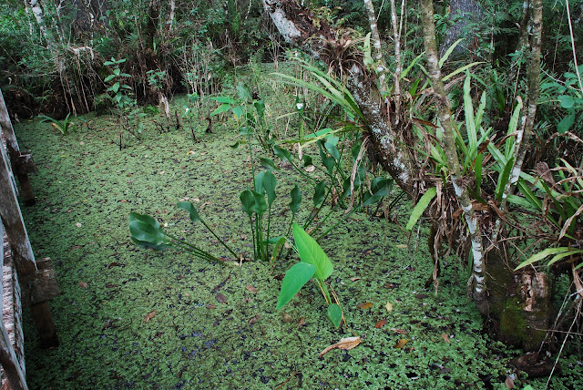 Audubon Corkscrew Swamp Sanctuary