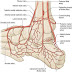 Blood supply of the ankle joint. 
