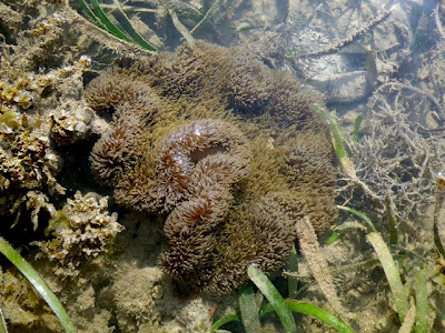 Giant Carpet Anemone (Stichodactyla gigantea)