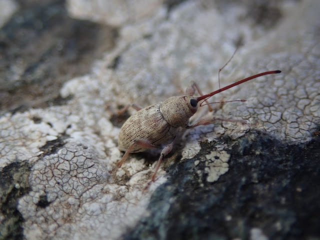 Curculio elephas