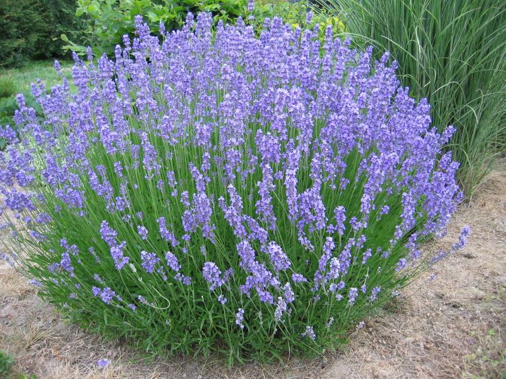  Gambar  Bunga Lavender Yang Sangat Indah Kumpulan Gambar 