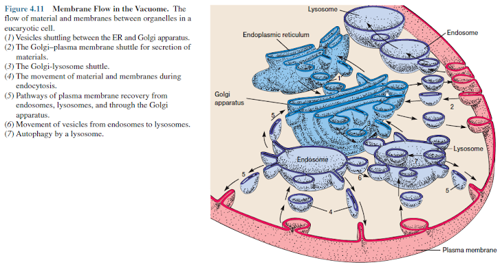 Membrane Flow in the Vacuome