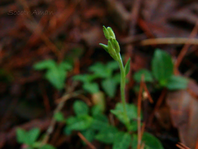 Goodyera schlechtendaliana