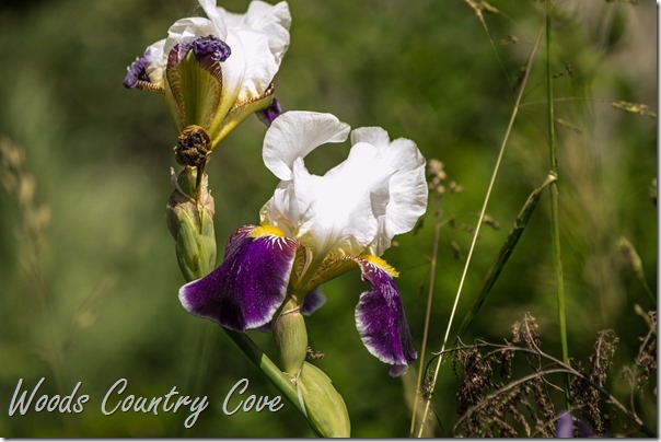 JUNE 2016 (40 of 56)