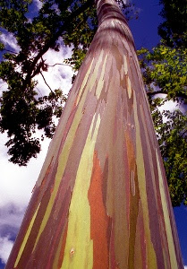 Inilah Pohon Paling penuh warna di Bumi