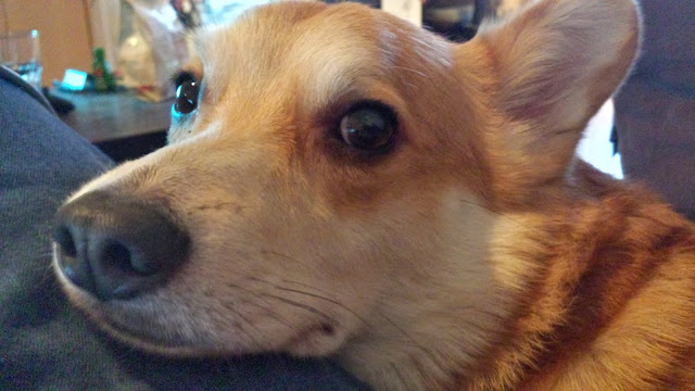 corgi stares at owner and wonders if he will get food