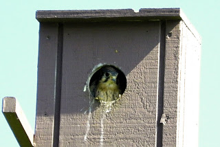 mourning dove nest box