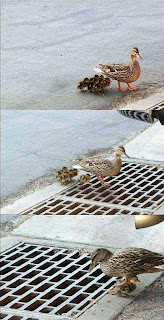 funny duck humour