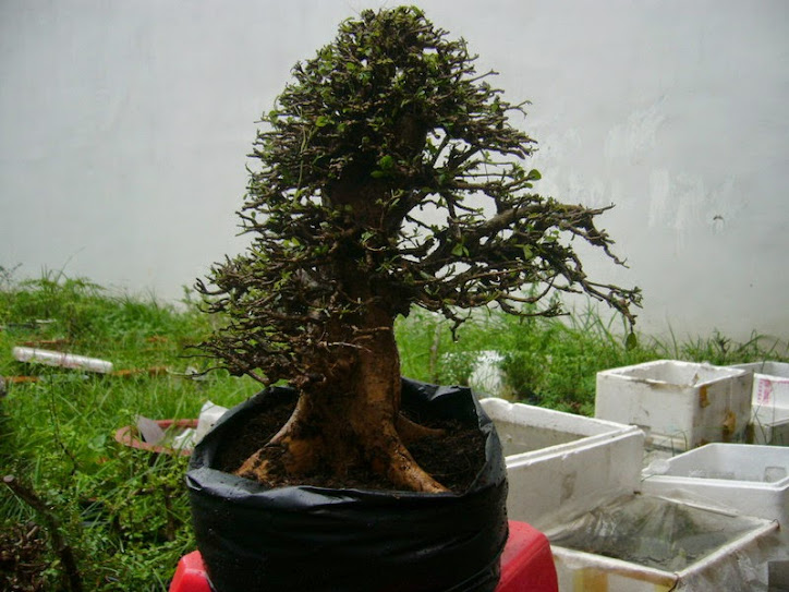 Bình linh bonsai phong cách ngoại khoe xương