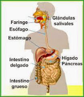 http://cplosangeles.juntaextremadura.net/web/edilim/tercer_ciclo/cmedio/las_funciones_vitales/la_funcion_de_nutricion/digestion/el_aparato_digestivo/el_aparato_digestivo.html