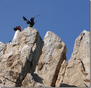 UnknownBirds_rockyOutcropping