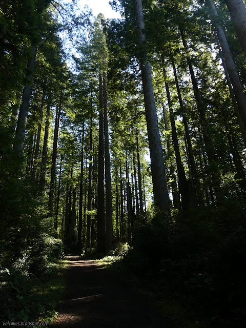 tall straight trees