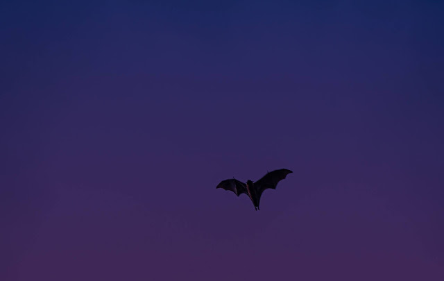 A bat soaring against a deepening violet sky.