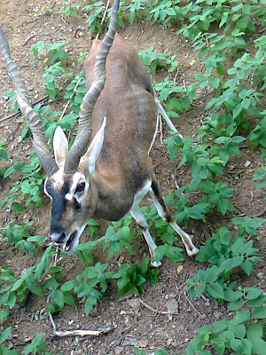 black buck deer indroda park