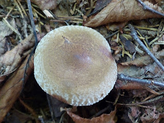 Paxille enroulé - Paxillus involutus 