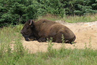 Bison d'Amérique du Nord - Bison bison