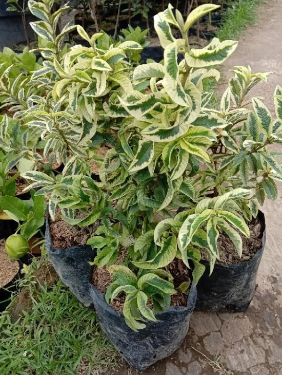 pohon jambu krikil variegata berkualitas Jawa Barat