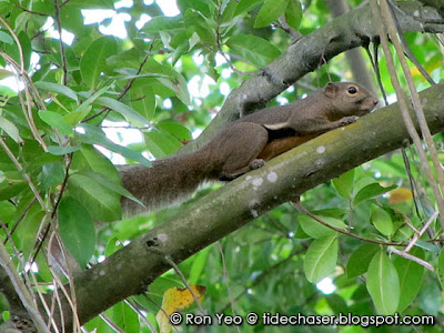 Plantain Squirrel (Callosciurus notatus)