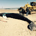 Aquarium Autopsies Young Humpback Whale in Duxbury