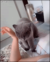 Weird Cat GIF • Possessive blue cat: “Mom I love you and your arm is mine!” [ok-cats.com]
