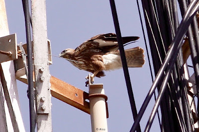 Common Buzzard