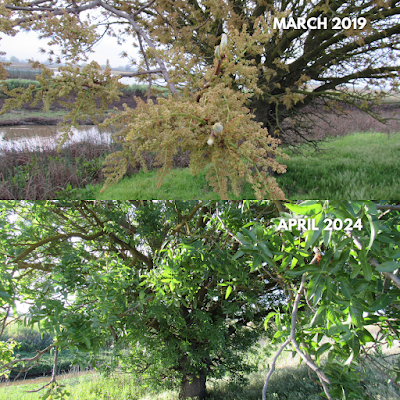 logan creek trail sacramento national wildlife refuge tree comparison photos northern california nature trails birding hotspots travel adventures