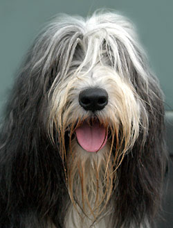 Bearded Collie Medium Breeds