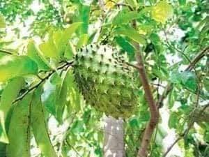 Khasiat Daun Durian Belanda