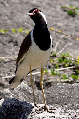 "Red-wattled Lapwing - Vanellus indicus, perched on a rock staring into the sky."