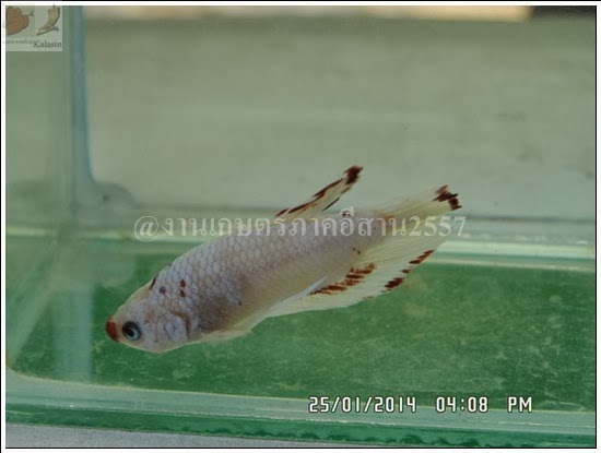 'งานเกษตรภาคอีสาน ขอนแก่น 2557