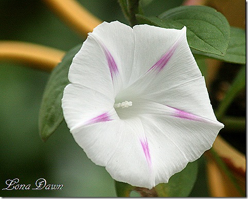 MorningGlory_FreeBeauty