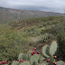 CAVE CREEK TRAIL #4