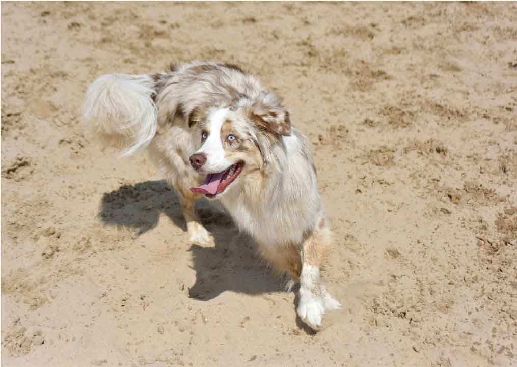 Le chien Berger Australien peut-il naître sans queue?