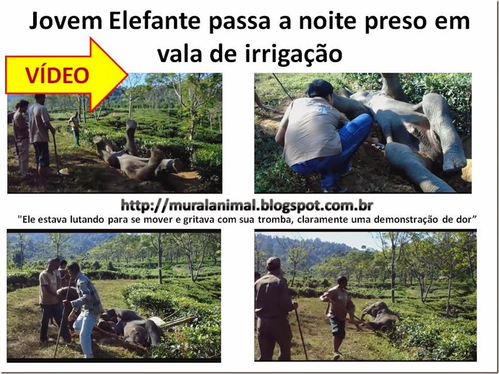 Jovem Elefante passa a noite preso em vala de irrigação