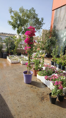 مشاتل زهور الحياة -0568304308- أفضل مشاتل بيع الشتلات والزهور والأشجار والنخيل في شمال الرياض