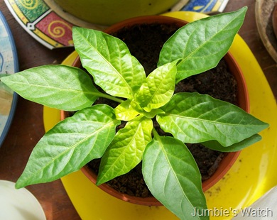 Pepper