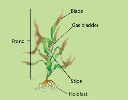 FSc Biology Part 1 XI 11th Chapter 7 The Kingdom Protista (or Protoctista) Notes Long Questions fscnotes0