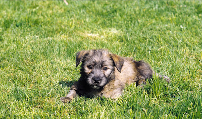 Glen of Imaal Terrier Picture