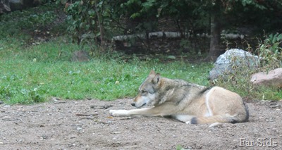 Timber wolf