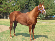 PURA SANGRE. En Gran Bretaña el caballo Pura Sangre es apreciado como .