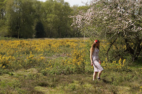 amongst the blossom and gorse