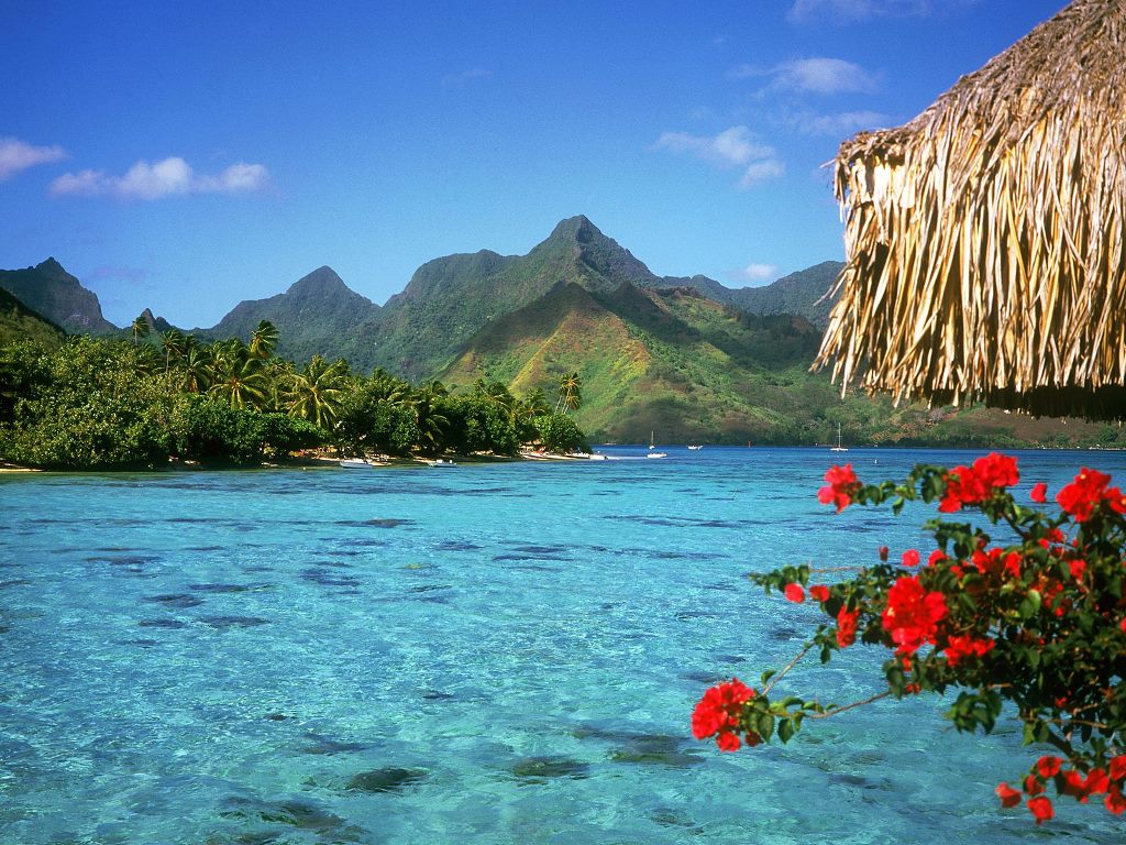 types of flowers most popular Beautiful Island Wallpaper French Polynesia | 1024 x 768