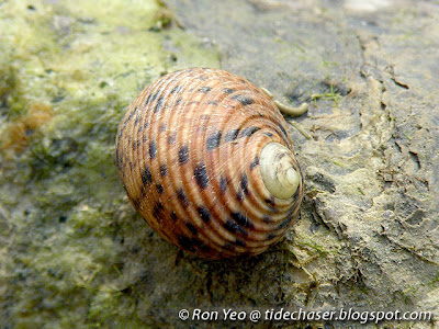 Undate Nerite (Nerita undata)