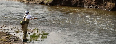 2 Cara Membuat Umpan Ikan Mas Rahasia Terbaik