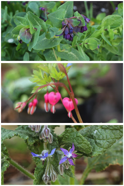 Spring flowers - Honeywort, Bleeding Heart plant, Starflower